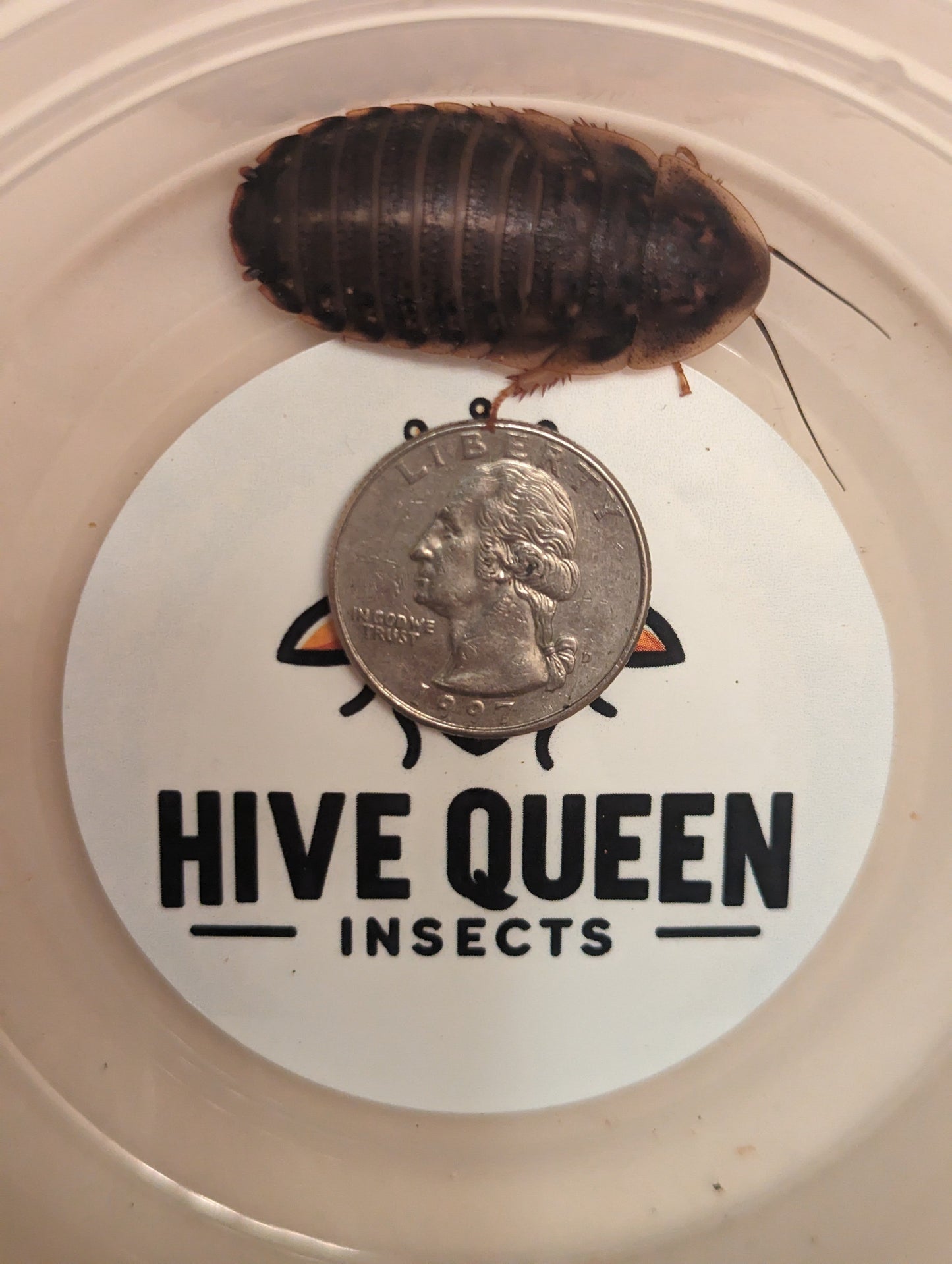 Organic Dubia Roaches