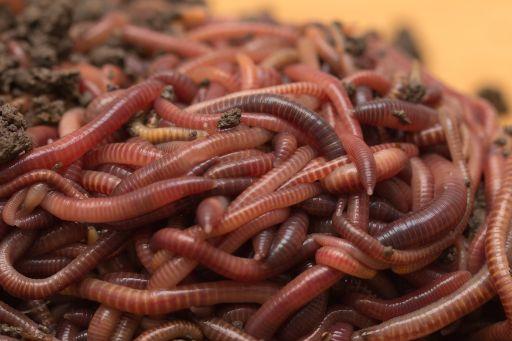 Pure Red Wiggler Composting Worms