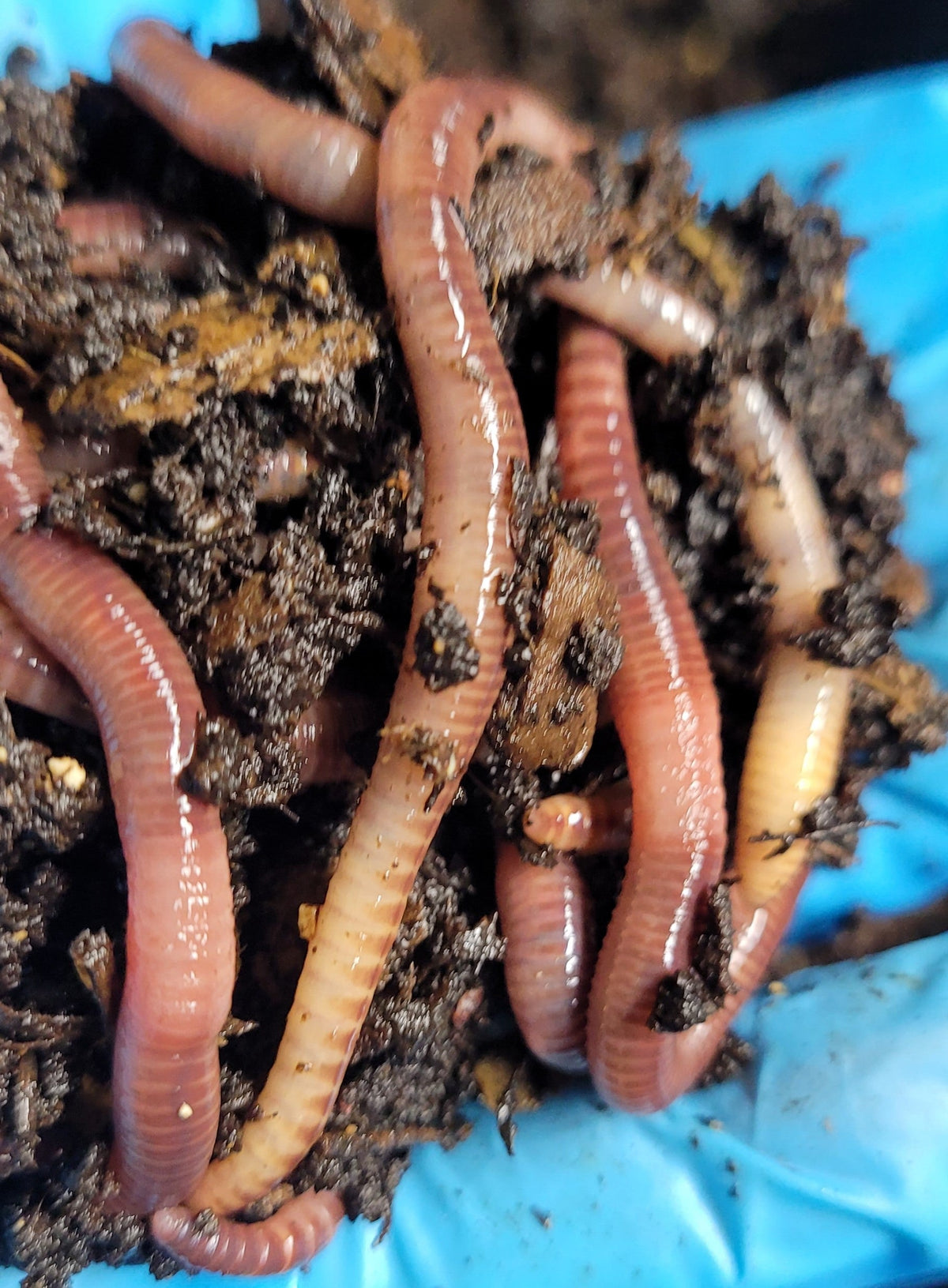 Live Composting Worms