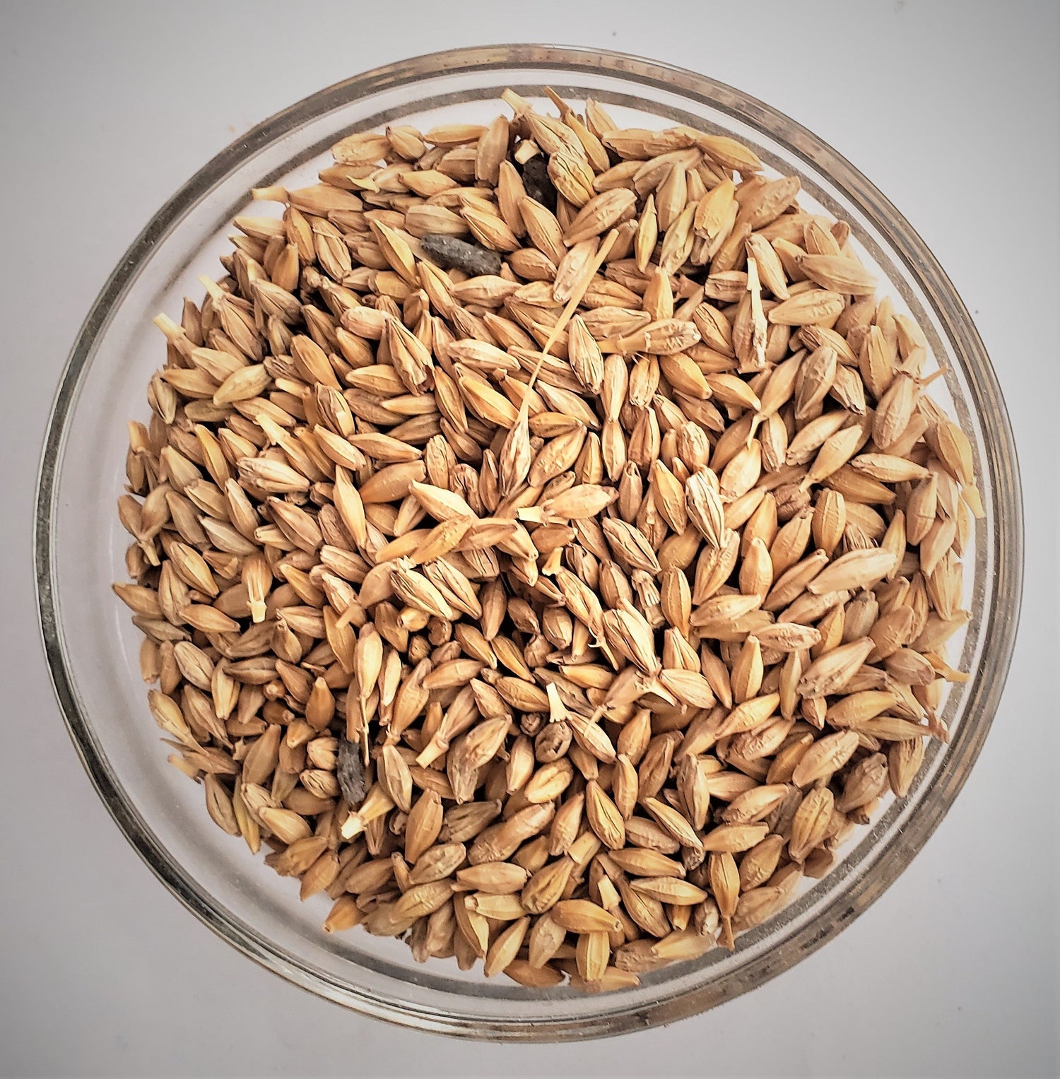 Seeds