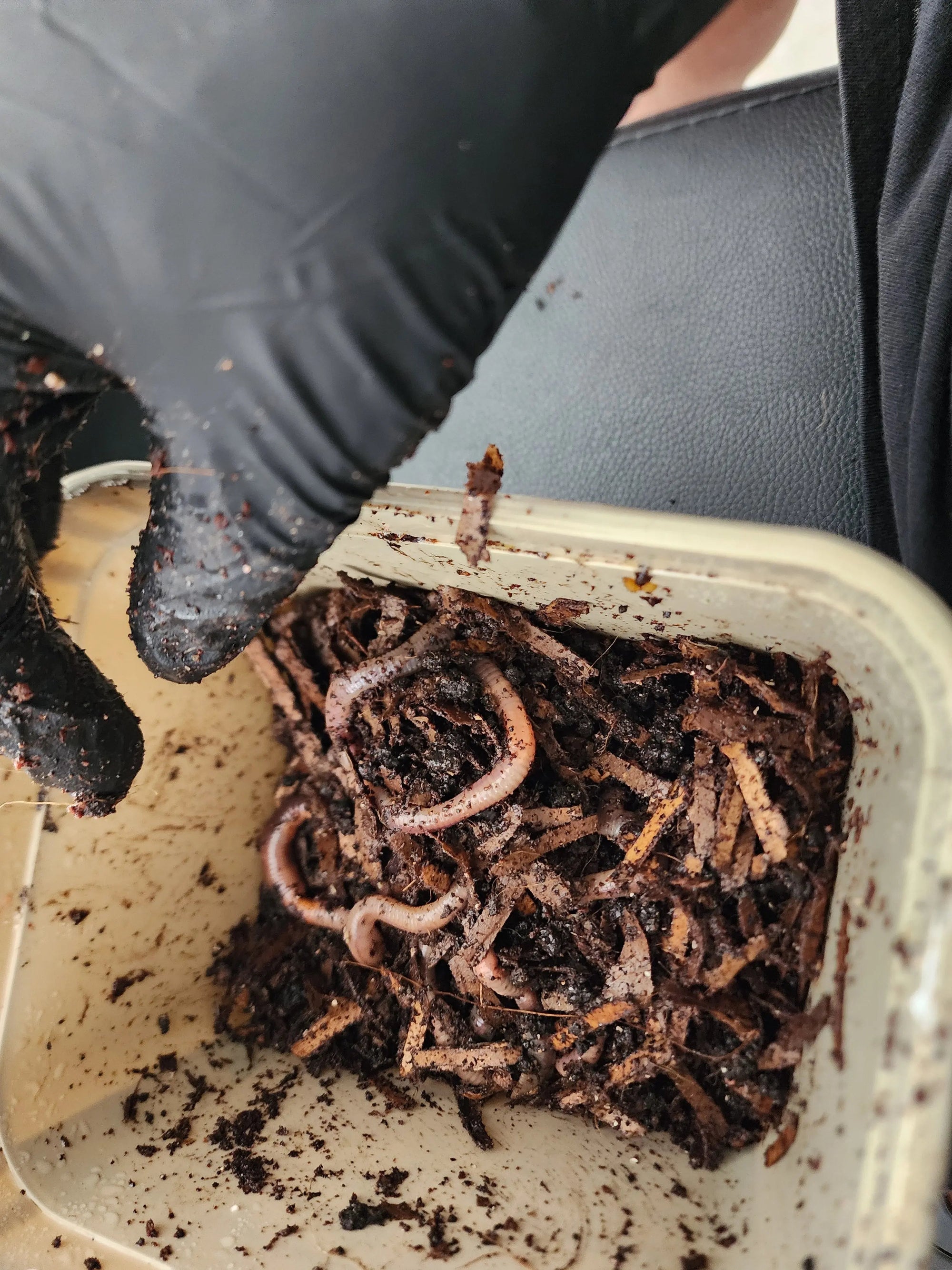 European Nightcrawlers (ENC) (Eisenia hortensis or Dendrobaena veneta)