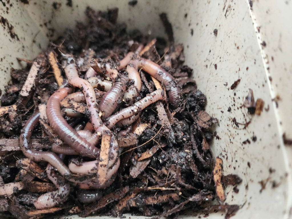 European Nightcrawlers (ENC) (Eisenia hortensis or Dendrobaena veneta)