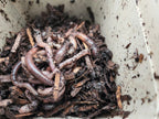 European Nightcrawlers (ENC) (Eisenia hortensis or Dendrobaena veneta)