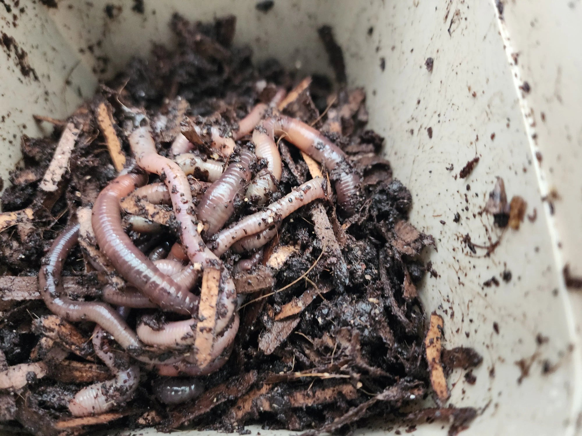 European Nightcrawlers (ENC) (Eisenia hortensis or Dendrobaena veneta)