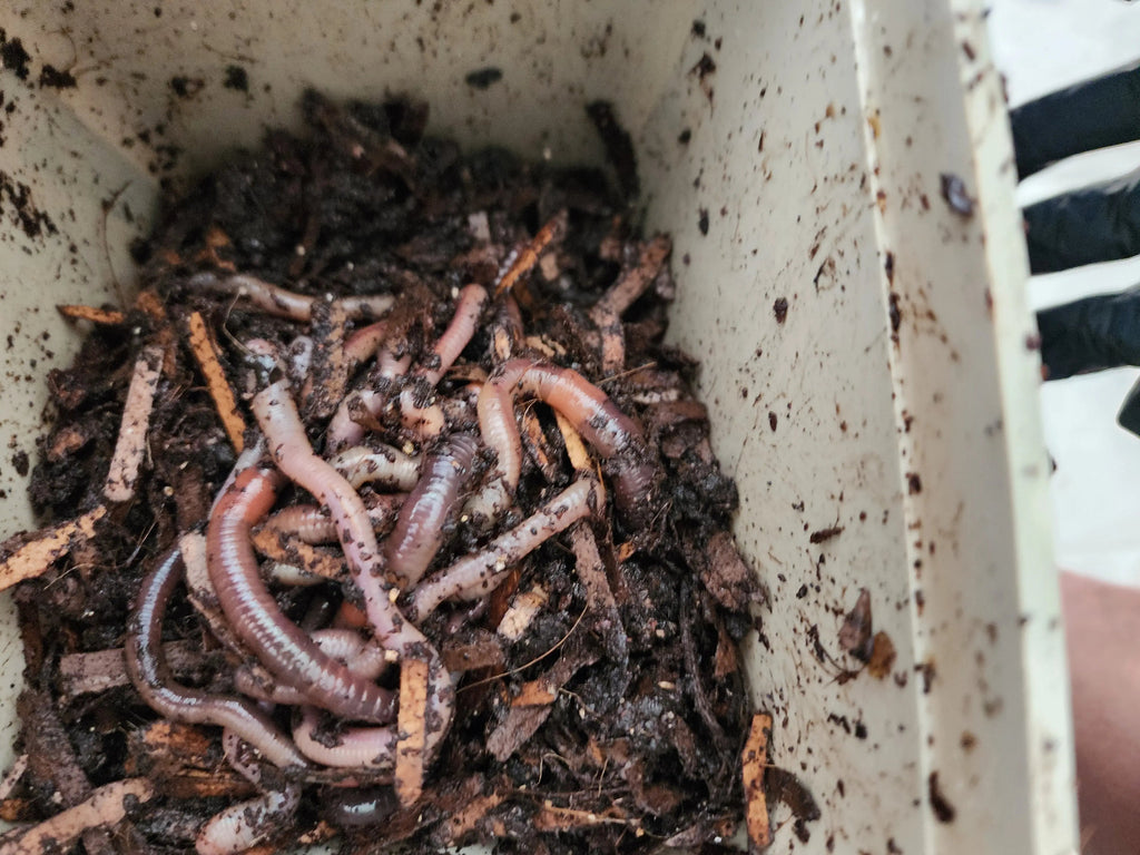 European Nightcrawlers (ENC) (Eisenia hortensis or Dendrobaena veneta)