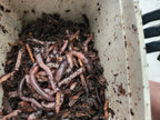European Nightcrawlers (ENC) (Eisenia hortensis or Dendrobaena veneta)