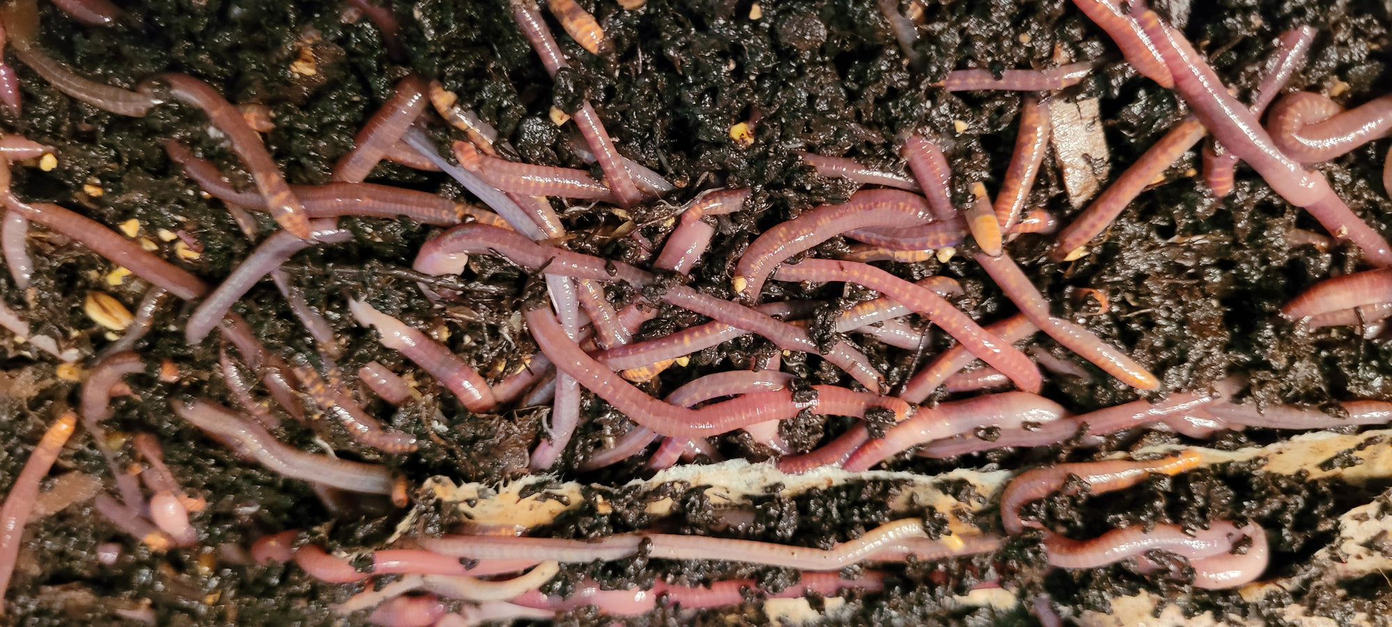 1 /2 lbs. Pure Red Wigglers Composting and Gardening Worms (EISENIA FETIDA)