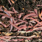 Red Wigglers Composting Duo!