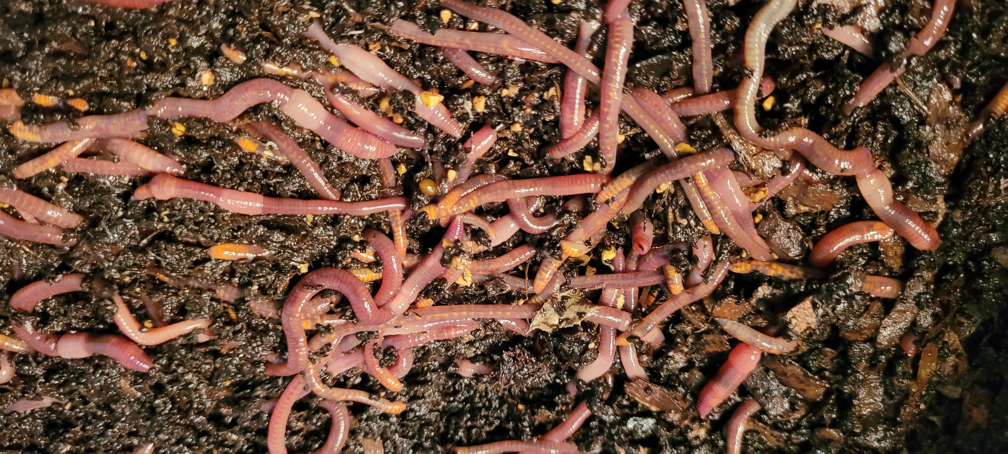 Pure Red Wigglers