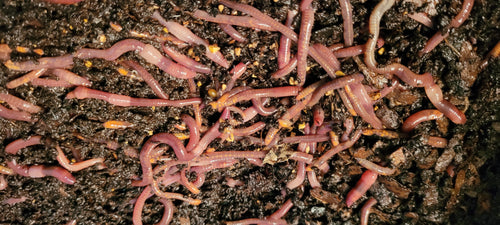 1,000 Red Wigglers