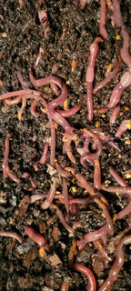 1 /2 lbs. Pure Red Wigglers Composting and Gardening Worms (EISENIA FETIDA)