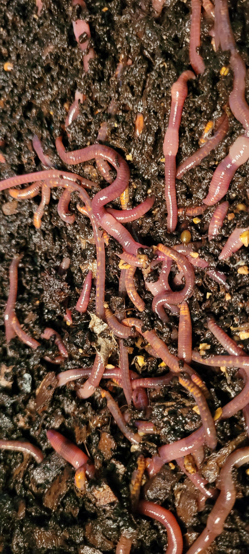 1/4 pound of Pure Red Wigglers (Eisenia Fetida)