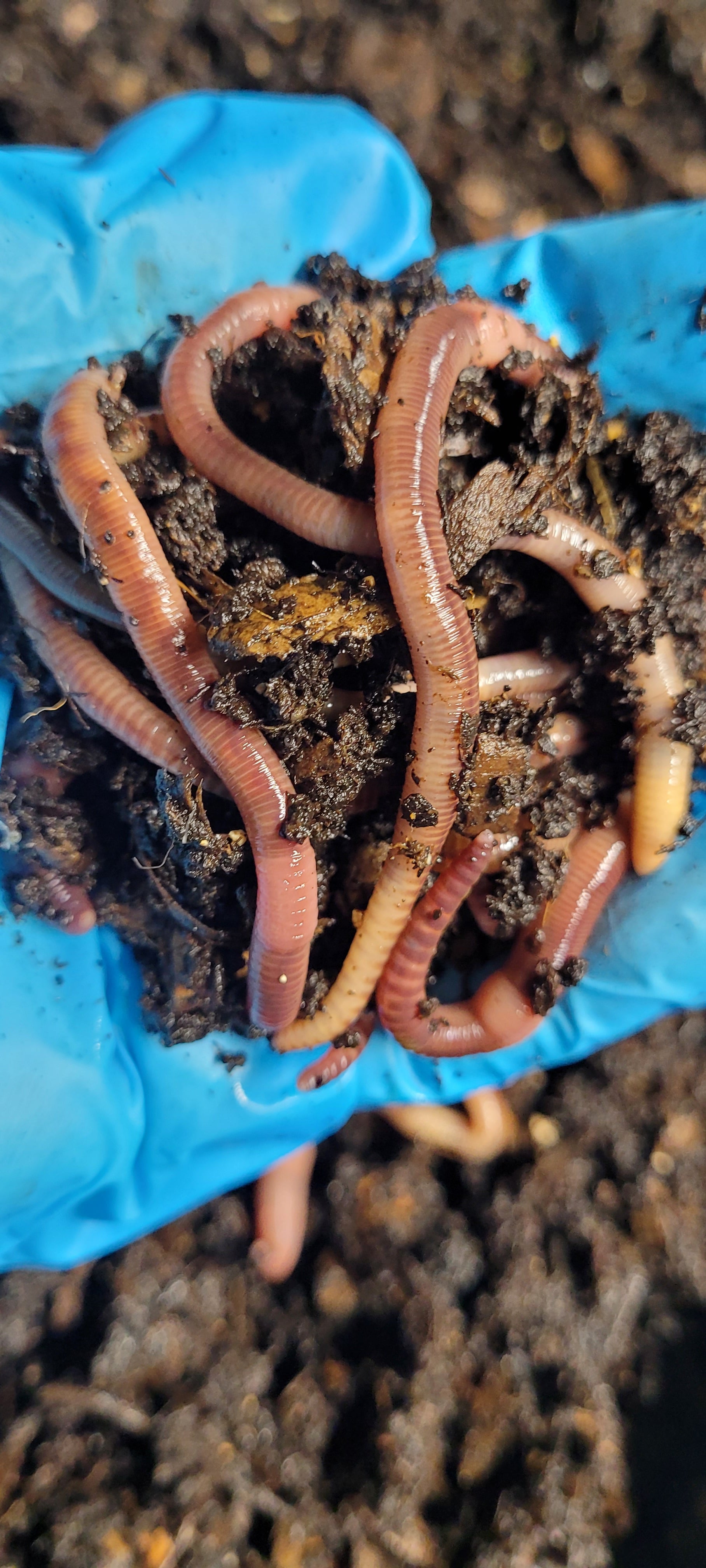 European Nightcrawlers: The Ultimate Fishing Bait and Composter