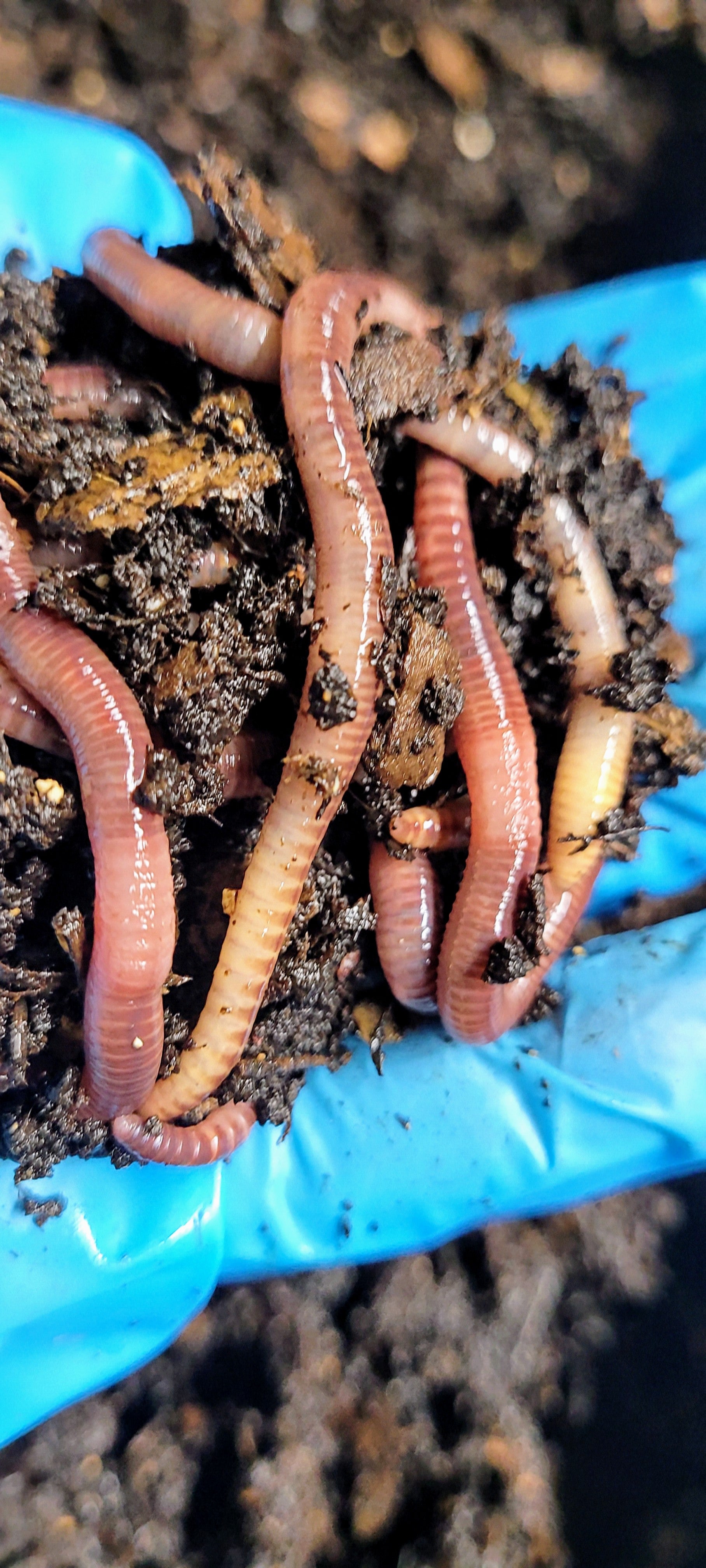 European Nightcrawlers - Live bait food