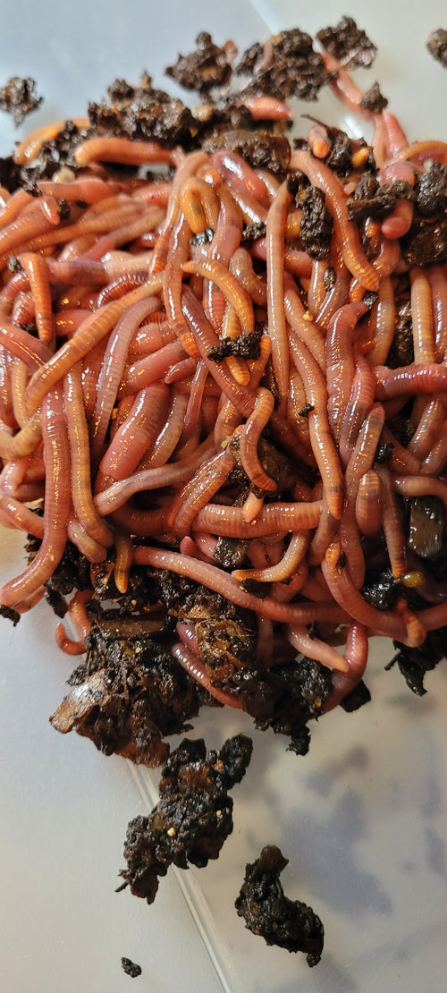 1/4 pound of Pure Red Wigglers (Eisenia Fetida)