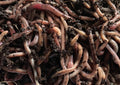 Pure European Nightcrawler Composting Worms