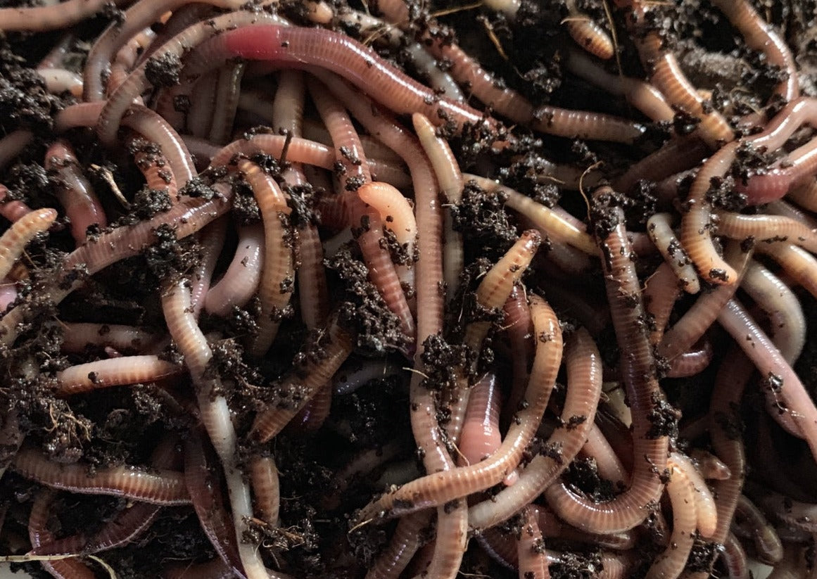 Pure European Nightcrawler Composting Worms
