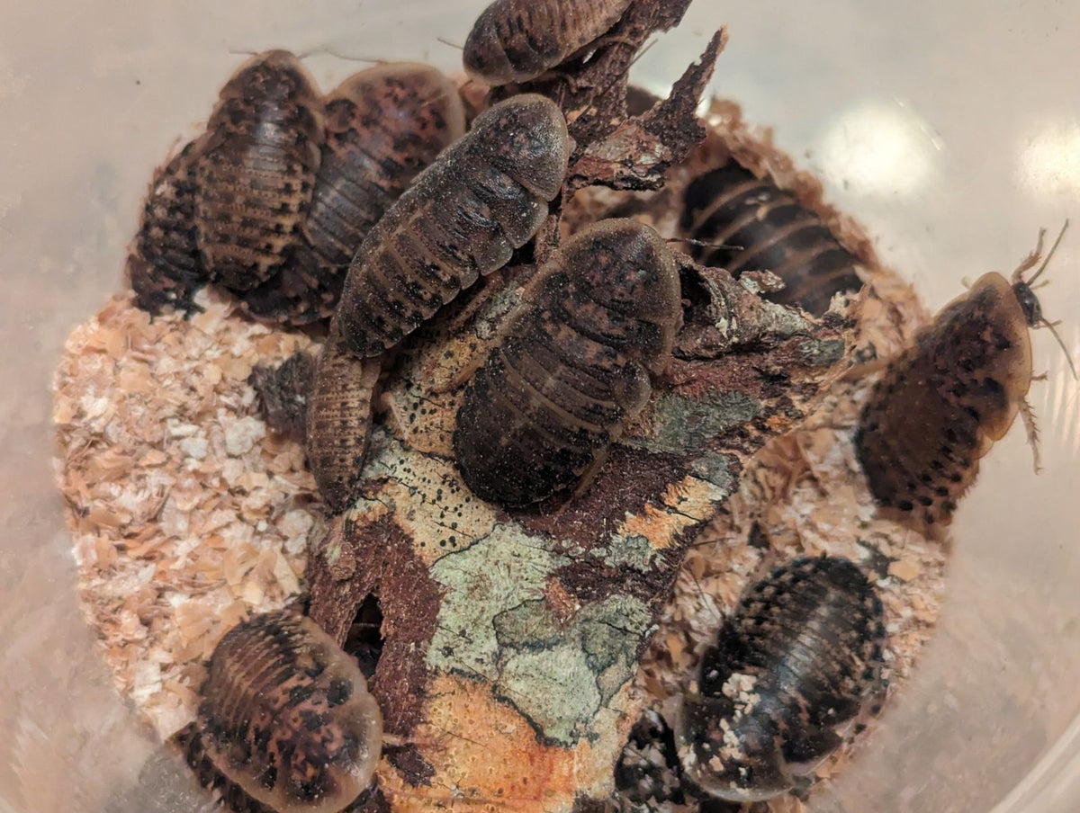 Organic Dubia Roaches