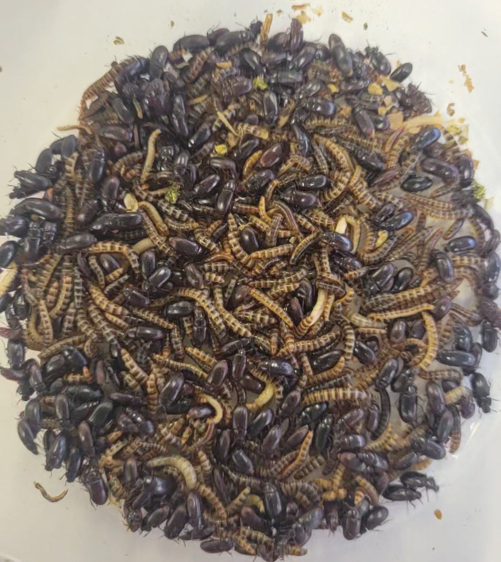 Organic Lesser / Buffalo Mealworms