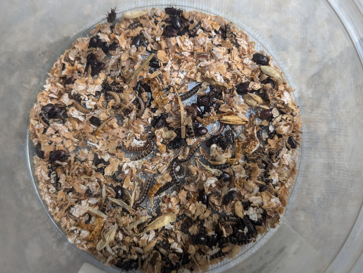 Organic Lesser / Buffalo Mealworms