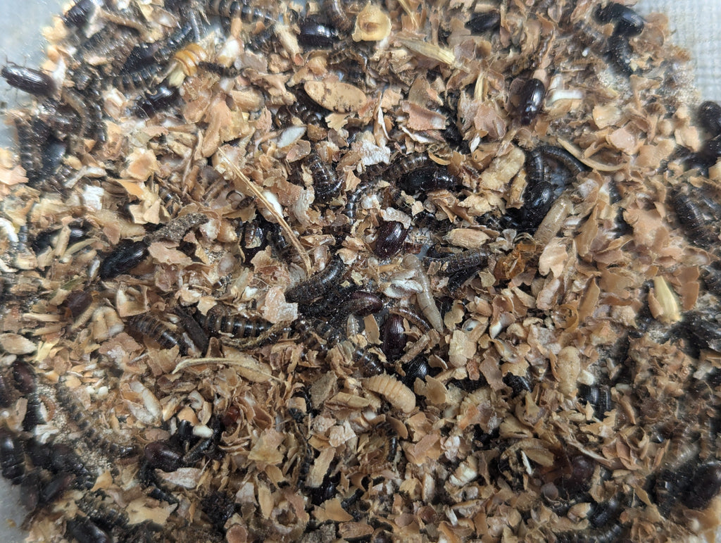 Organic Lesser / Buffalo Mealworms