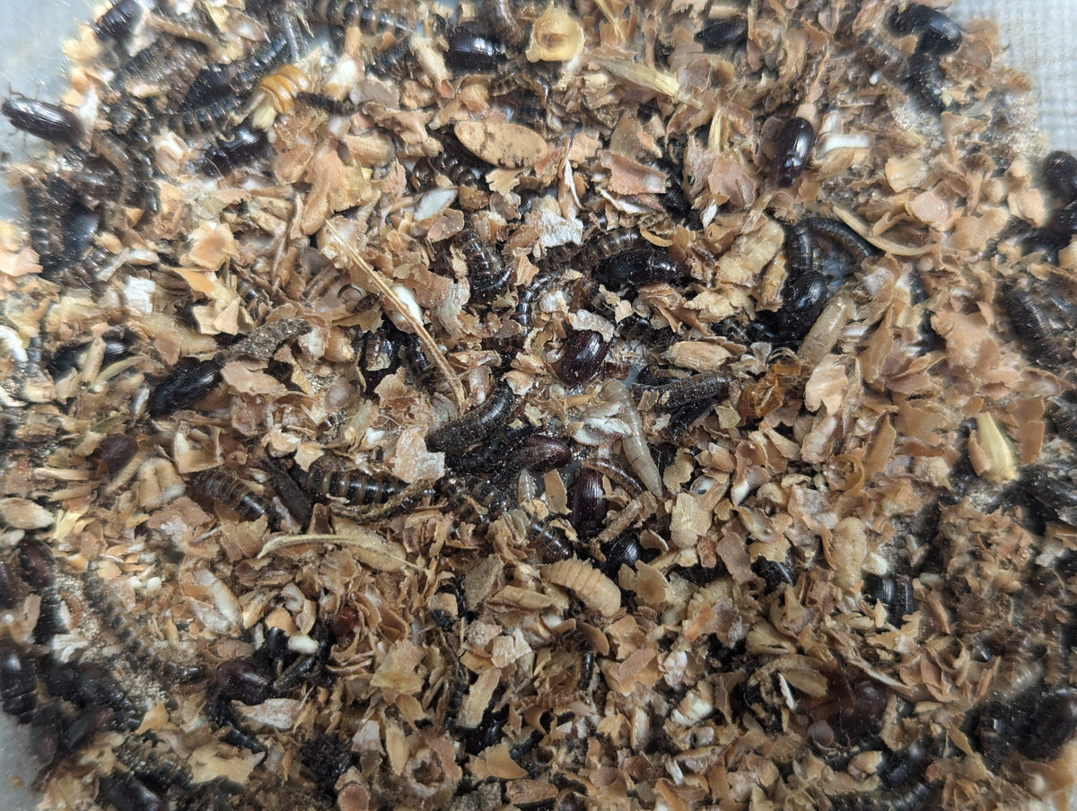 Organic Lesser / Buffalo Mealworms