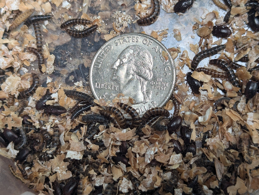 Organic Lesser / Buffalo Mealworms