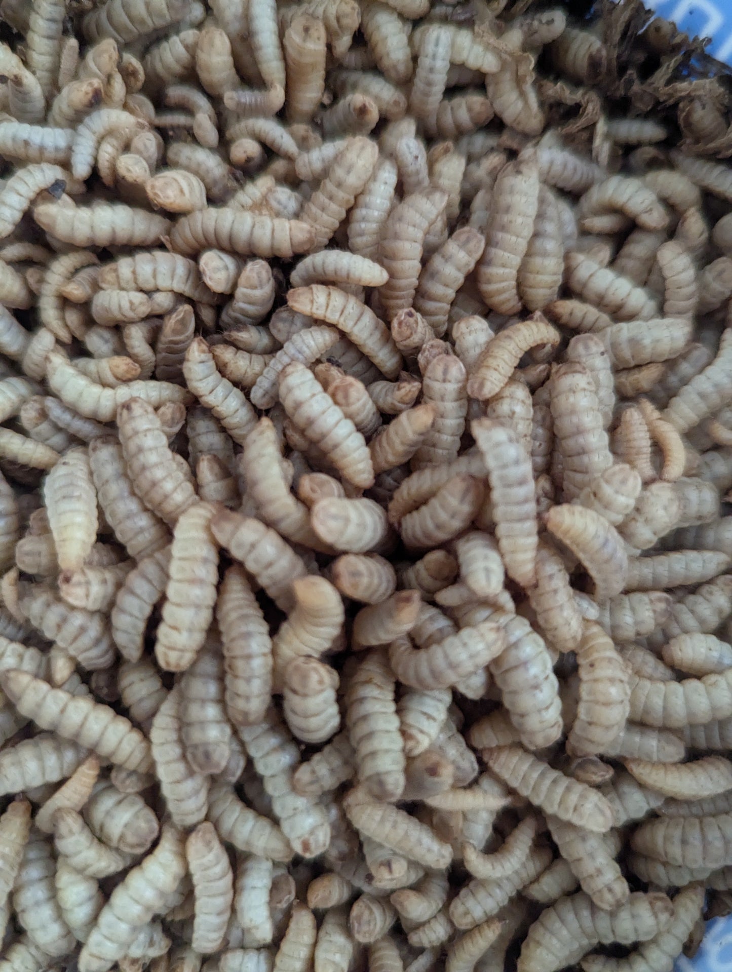 Organic Black Soldier Fly Larvae