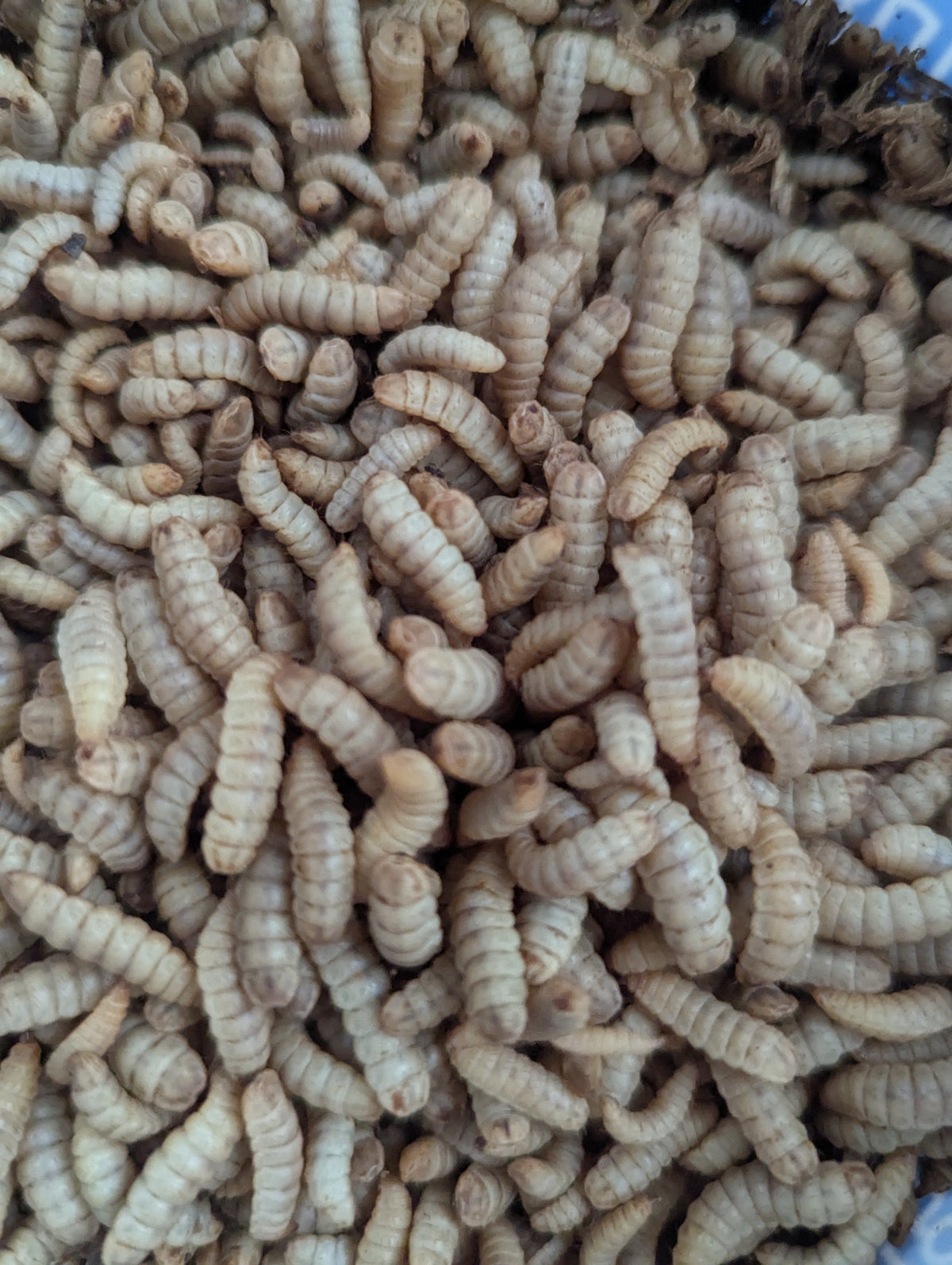 Organic Black Soldier Fly Larvae