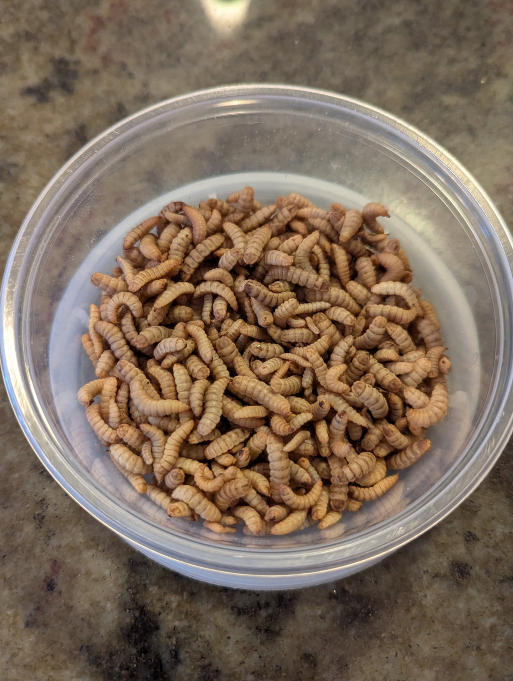 Organic Black Soldier Fly Larvae
