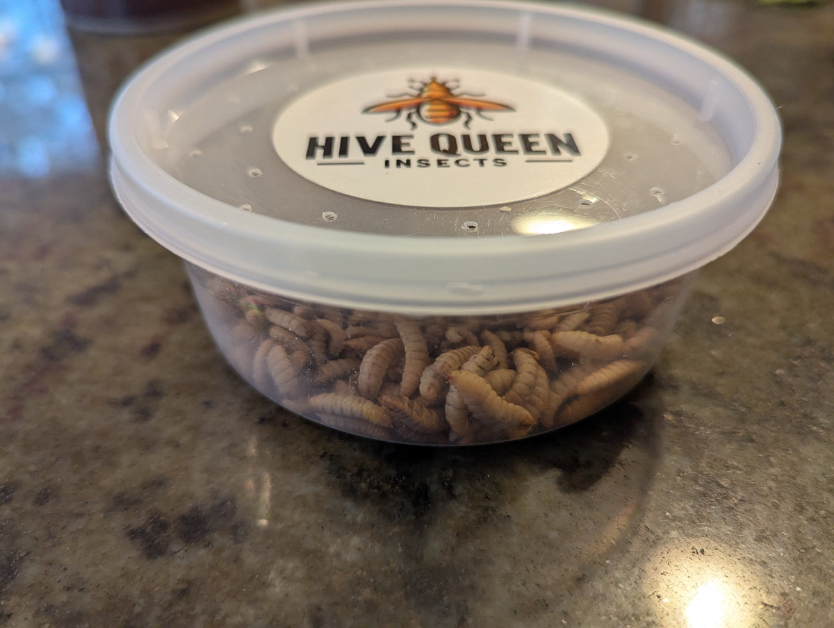 Organic Black Soldier Fly Larvae