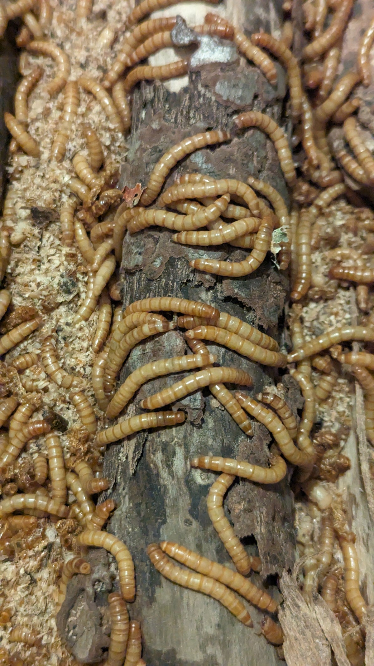 Organic Mealworms