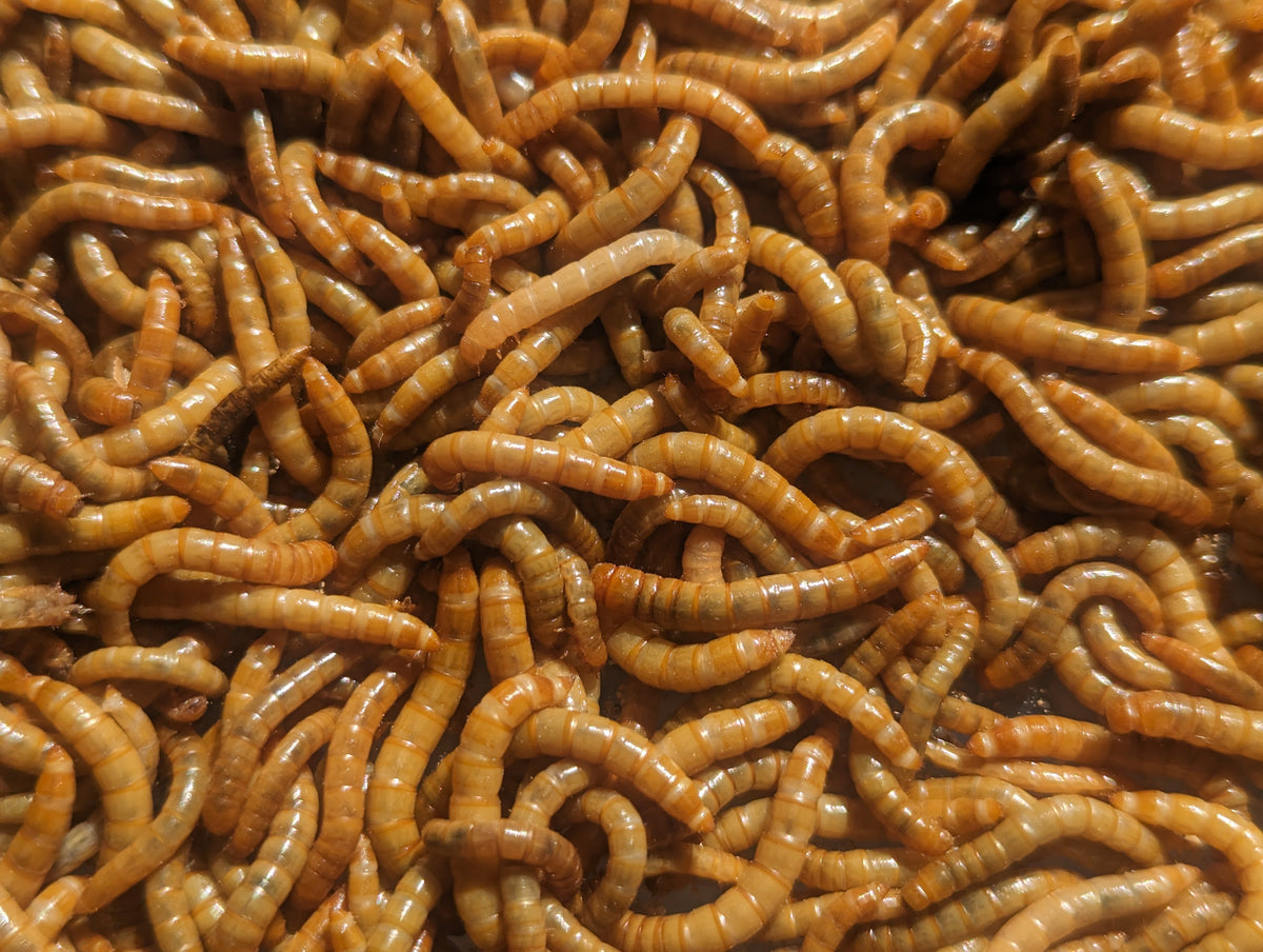 Organic Mealworms