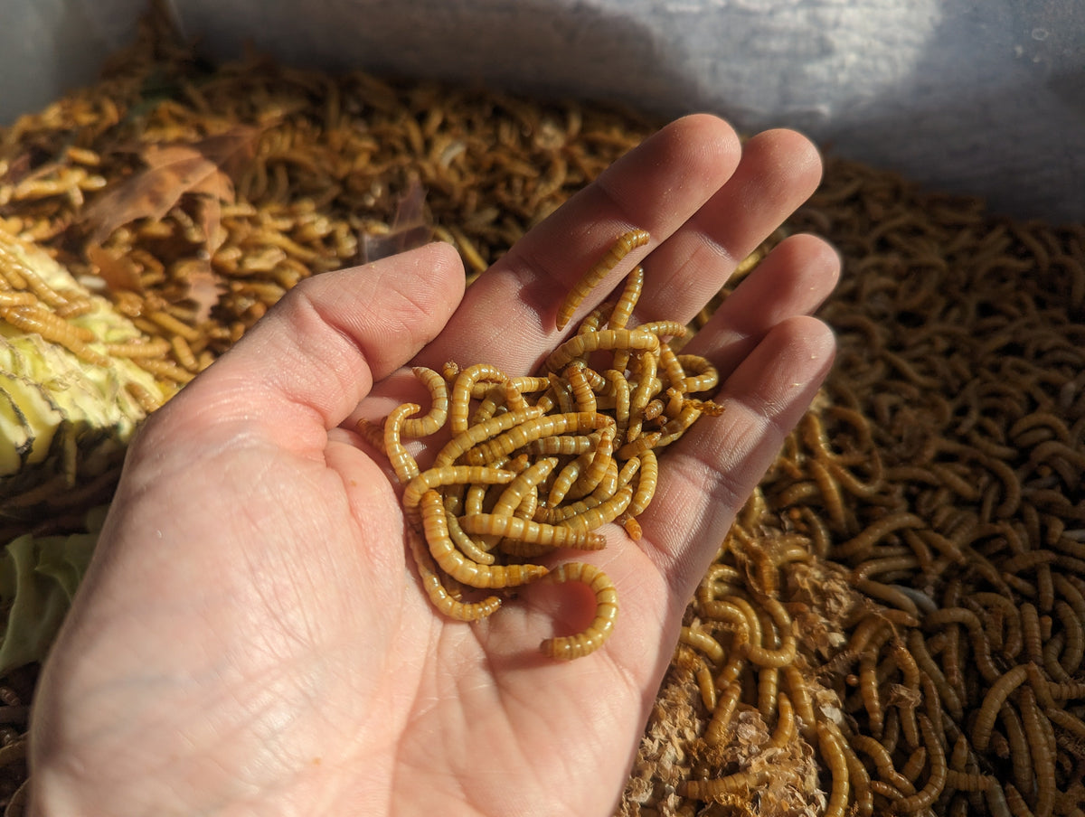 Organic Mealworms