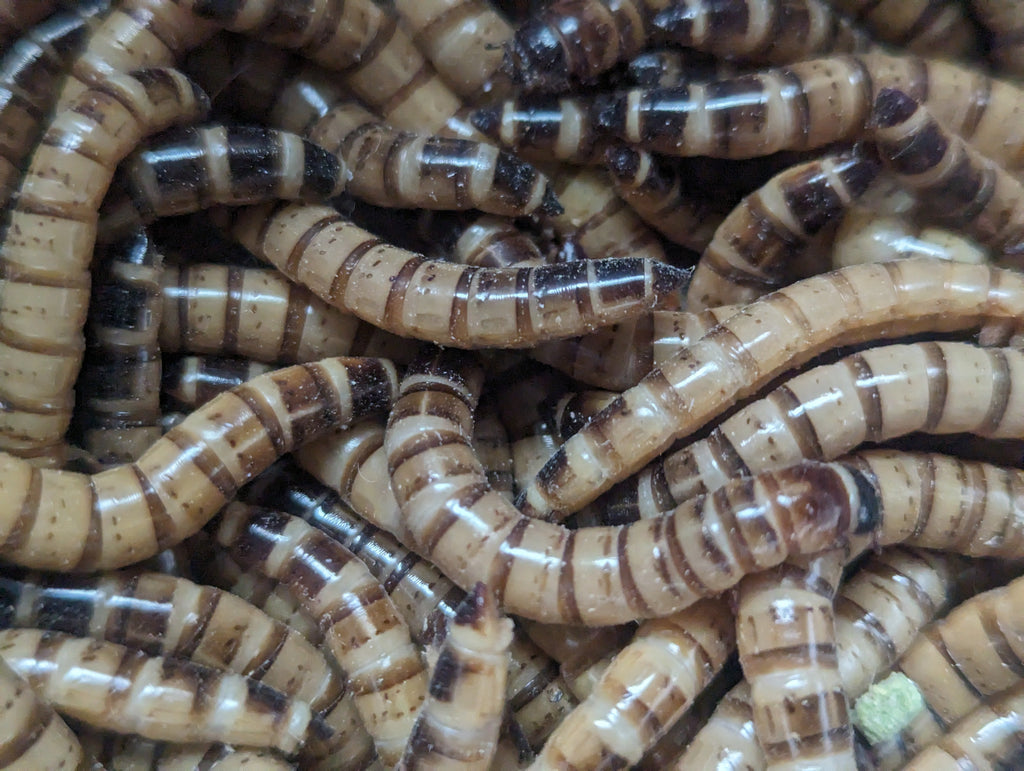 Organic Superworms