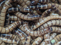 Organic Superworms