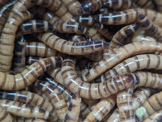Organic Superworms