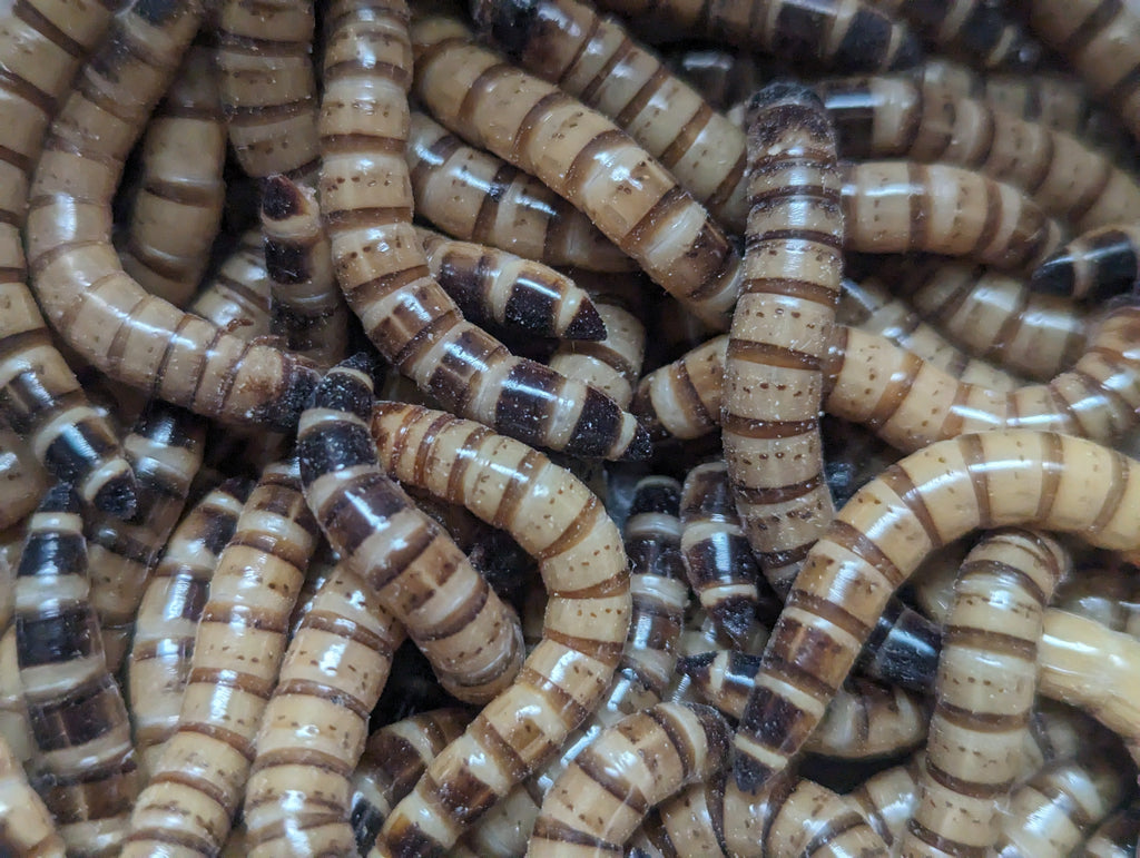 Organic Superworms