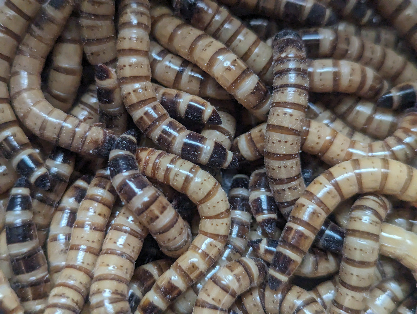 Organic Superworms