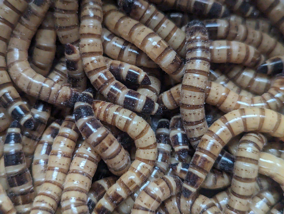 Organic Superworms