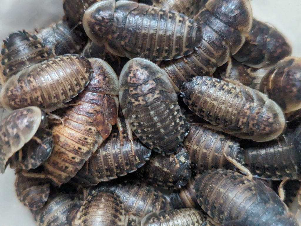 Organic Dubia Roaches