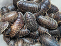 Organic Dubia Roaches