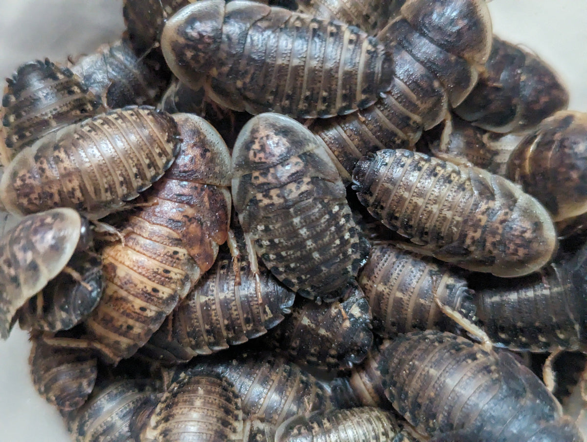 Organic Dubia Roaches