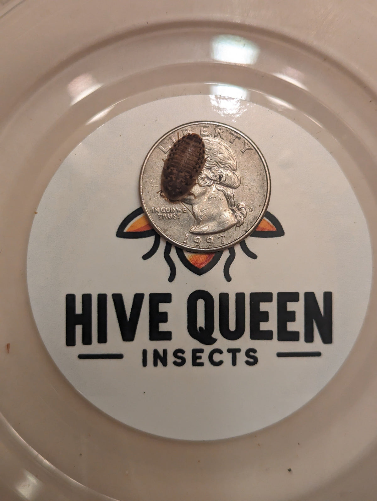 Organic Dubia Roaches