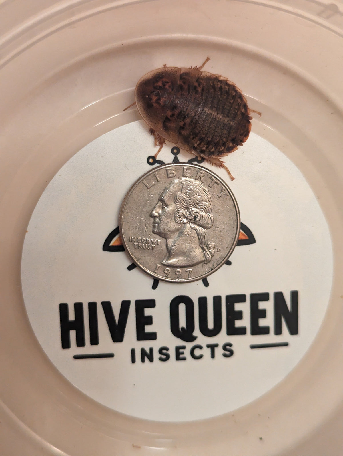 Organic Dubia Roaches