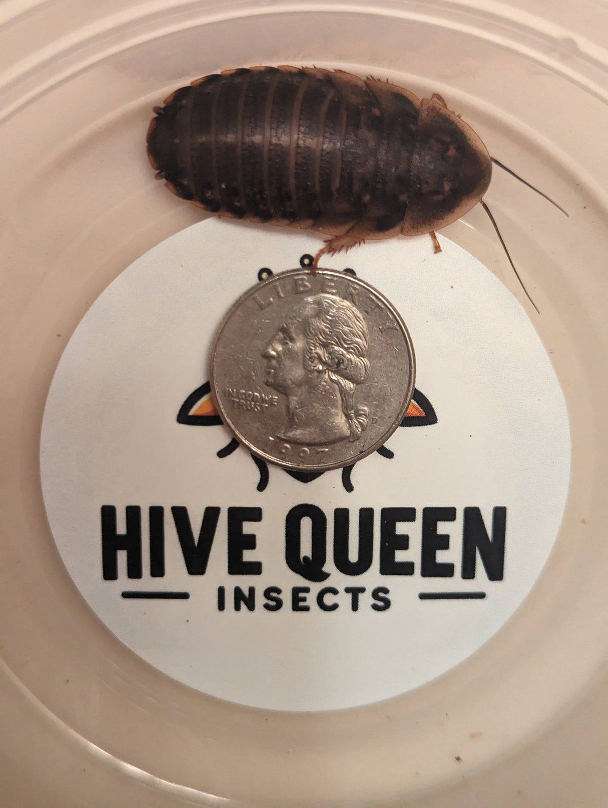 Organic Dubia Roaches