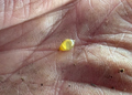 Cocoons - Pure Red Wigglers