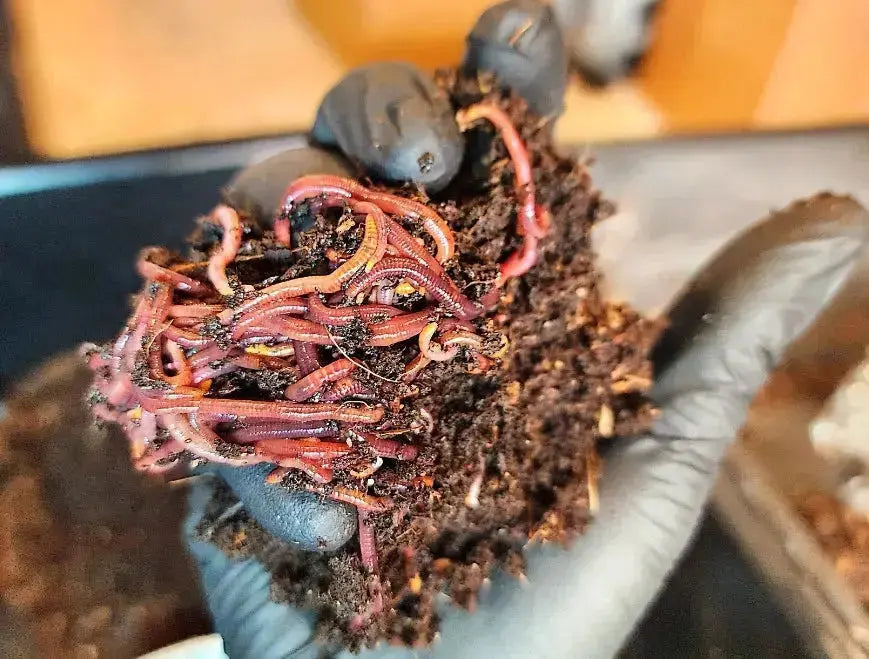 1 lbs. (approx. 800-1000) Pure Red Wigglers Composting and Gardening Worms (EISENIA FETIDA)