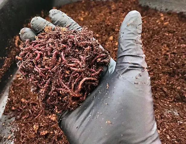 1 /4 lbs. (approx. 250) Pure Red Wigglers Composting and Gardening Worms (EISENIA FETIDA)