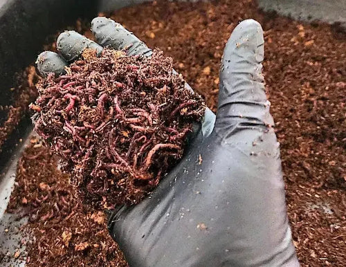 1 /2 lbs.  (approx. 500) Pure Red Wigglers Composting and Gardening Worms (EISENIA FETIDA)
